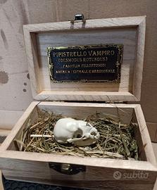 TESCHIO PIPISTRELLO VAMPIRO