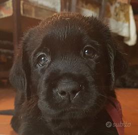 Cuccioli Labrador