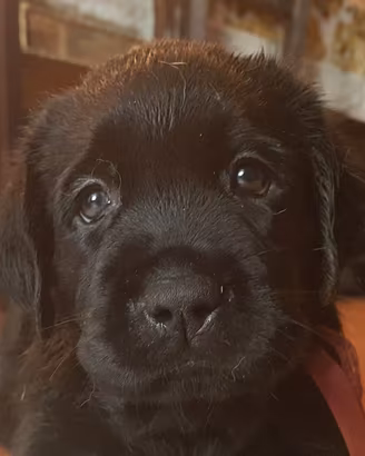 Cuccioli Labrador