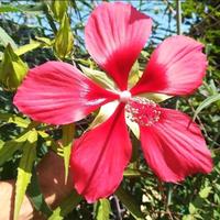 Semi Hibiscus palustri