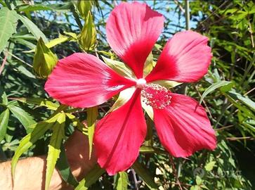 Semi Hibiscus palustri