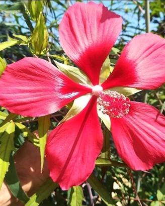 Semi Hibiscus palustri