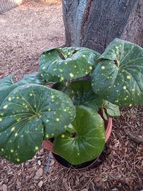 Pianta Leopardo Farfugium Japonicum