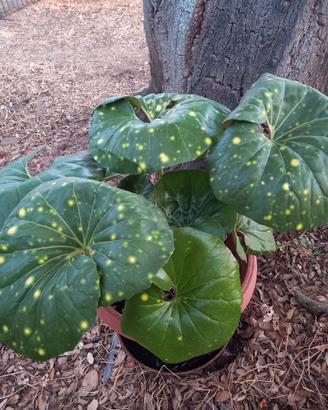 Pianta Leopardo Farfugium Japonicum