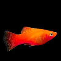 Platy red coral wagtail pesci