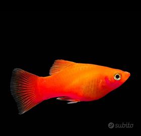 Platy red coral wagtail pesci