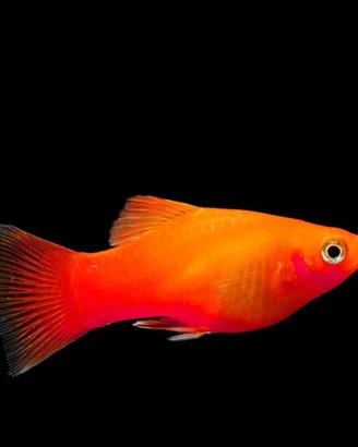 Platy red coral wagtail pesci