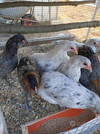 Galline oliver egger