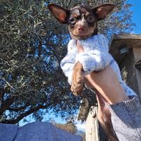 Russian Toy Terrier cioccolato tan merle
