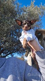 Russian Toy Terrier cioccolato tan merle