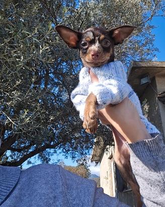 Russian Toy Terrier cioccolato tan merle