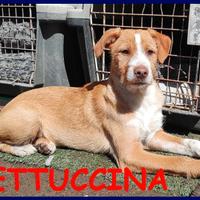 FETTUCCINA cucciola 4 mesi aspetta una mamma