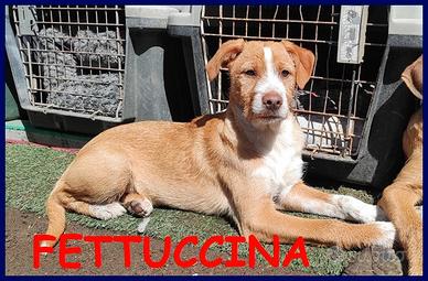 FETTUCCINA cucciola 4 mesi aspetta una mamma