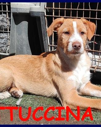 FETTUCCINA cucciola 4 mesi aspetta una mamma
