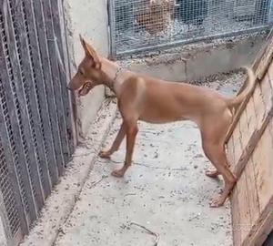 Cirneco