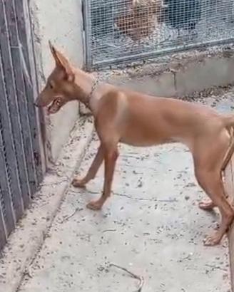 Cirneco