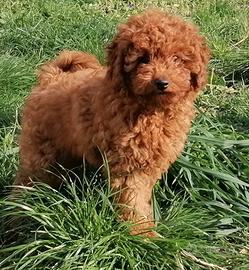 Cuccioli di barboncino nano e toy fulvi