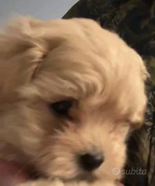 Cuccioli di maltipoo mini toy