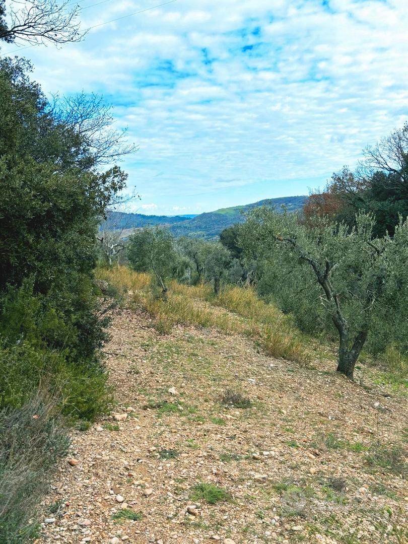Terreno Agricolo con Ulivi e Rudere edificabile - Altro