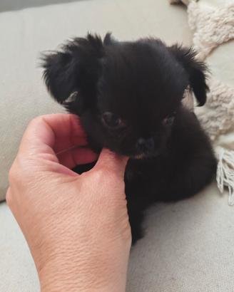 Chihuahua femmina TAGLIA MINI
