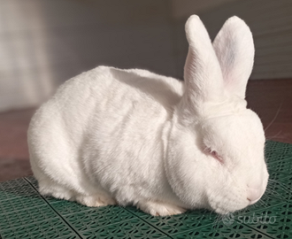 Conigli Nuova Zelanda