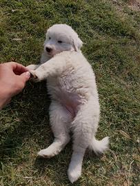Cucciola di pastore maremmano
