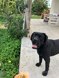 Cane corso