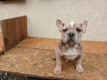 Bulldog francesi merle e blu