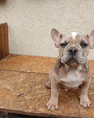 Bulldog francesi merle e blu