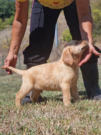 Cuccioli di Labrador con pedigree Enci