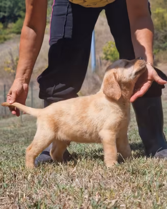 Cuccioli di Labrador con pedigree Enci