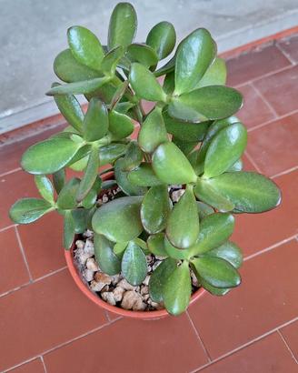 Pianta grassa
