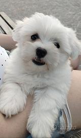 Maltese