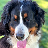 Bovaro del bernese femmina