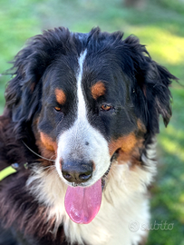Bovaro del bernese femmina
