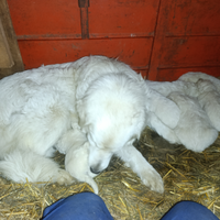 Cuccioli di pastore maremmano abruzzese