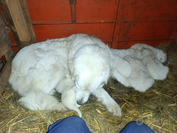 Cuccioli di pastore maremmano abruzzese