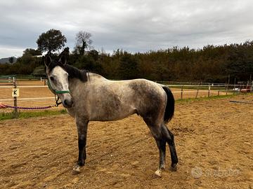 Cavallo