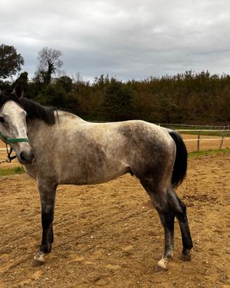 Cavallo