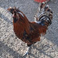 Coppia polli Padovani
