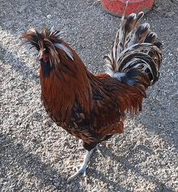 Coppia polli Padovani