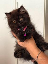 Gattina Persiano colore Cioccolato