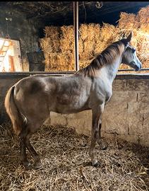 Puledra Hispano Araba