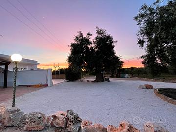 Tra ulivi e mare ottobre( raccolta olive )