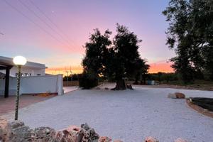 Tra ulivi e mare ottobre( raccolta olive )