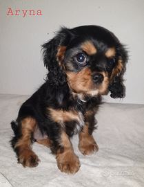 Cuccioli di Cavalier king Black and Tan e Ruby