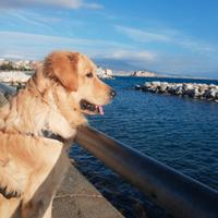 Golden Retriever per monta