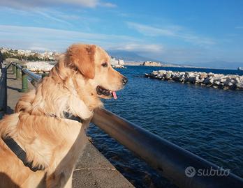 Golden Retriever per monta