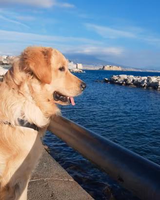 Golden Retriever per monta