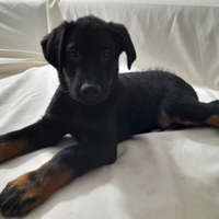 Cuccioli di Beauceron o Pastore Francese